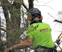 Redback Tree Services Greensborough