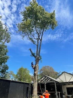 Reiners Tree Services Bentleigh cover