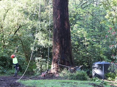 Reiners Tree Services Bentleigh project 3