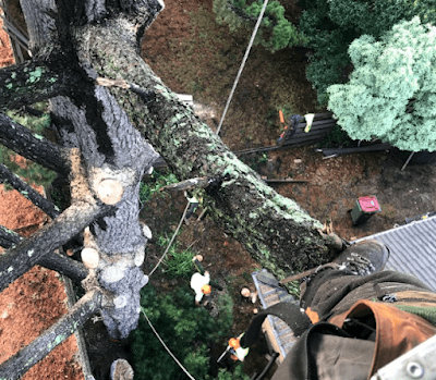 Reiners Tree Services Bentleigh project 5