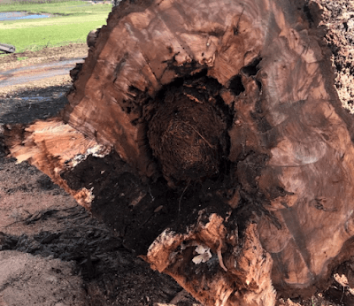 Reiners Tree Services Bentleigh project 6