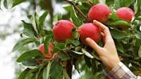 Richie’s fruit tree pruning