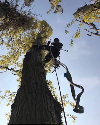 Richmond Tree Specialists project 3