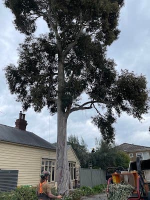 Richmond Tree Specialists project 1