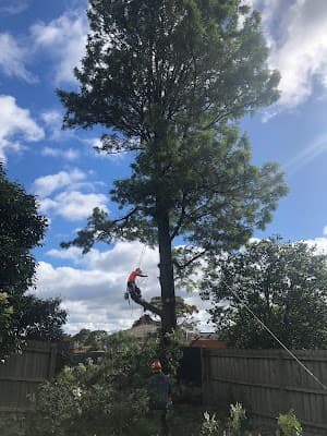 ROCKY'S TREE AND STUMP REMOVAL project 3
