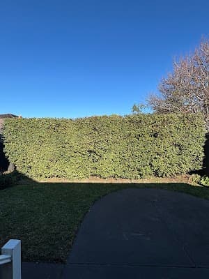 ROCKY'S TREE AND STUMP REMOVAL project 5