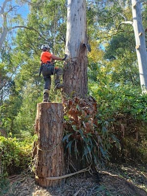 Royal Tree Services cover