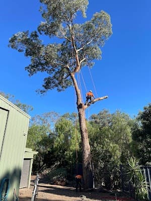 Royal Tree Services project 3
