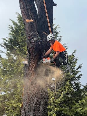 Royal Tree Services project 5