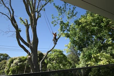 Royal Tree Services project 1
