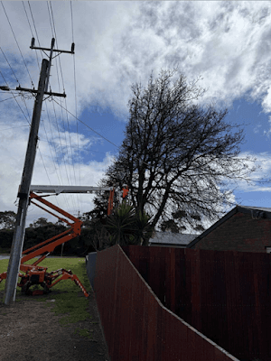 Rutherford Trees project 6