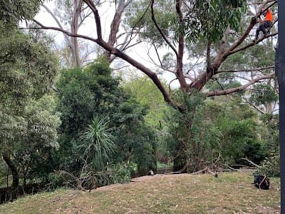Rutherford Trees project 1