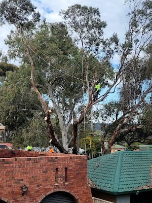 SA Tree Recyclers project 4