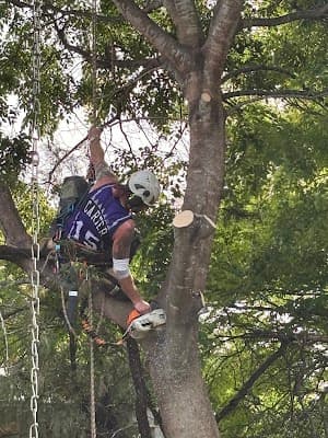 Shane's Trees