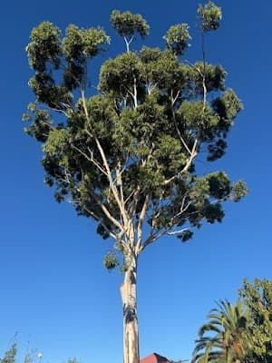 South Coast Tree Services project 3