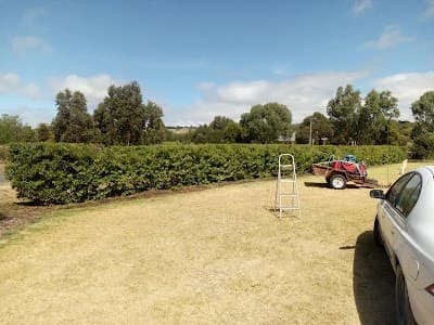 South Coast Tree Services project 4