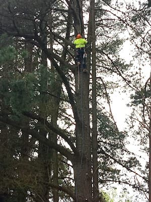 Southern Arborists cover