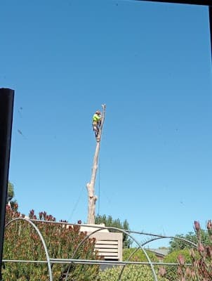 Southern Arborists project 3