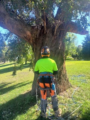 Southern Arborists project 4