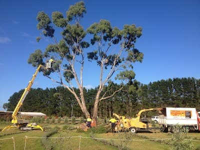 Surfcoast Tree Services cover