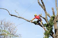 Sydney Tree Company