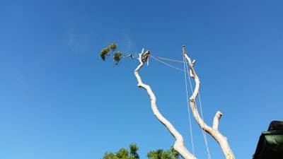 Sydney Tree Works cover
