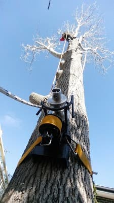 Sydney Tree Works