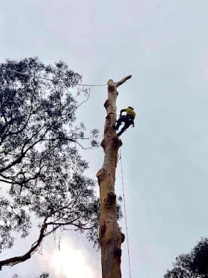 Tailored Tree Care cover