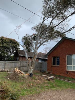 Tailored Tree Care project 3