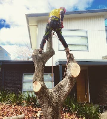 Tailored Tree Care project 6