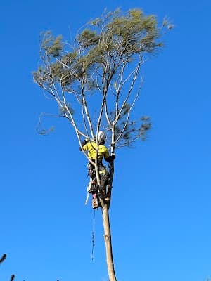 Tailored Tree Care project 1