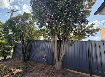The Higher Climber Tree Services project 3
