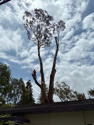 The Higher Climber Tree Services project 1