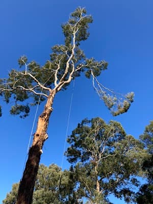 The Tree Company cover
