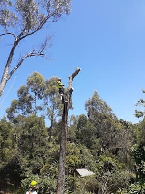 Timber Trees and Stump Services cover