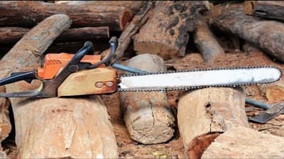 Timber Trees and Stump Services project 1