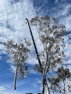 Top Cut Tree Services project 4