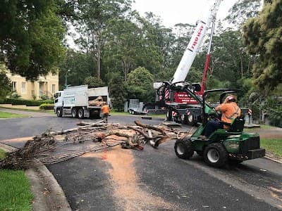 Top Cut Tree Services project 6