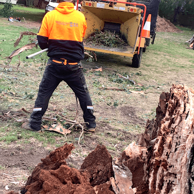 Tree Culture Arborists cover