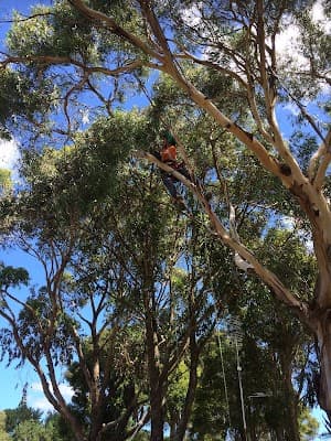 Tree Culture Arborists project 3