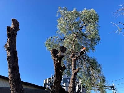 Tree Culture Arborists project 1
