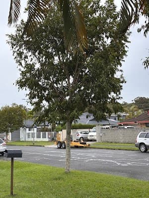 Tree Loppers and Tree Removal Menai