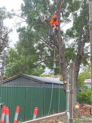 Tree Ninja cover