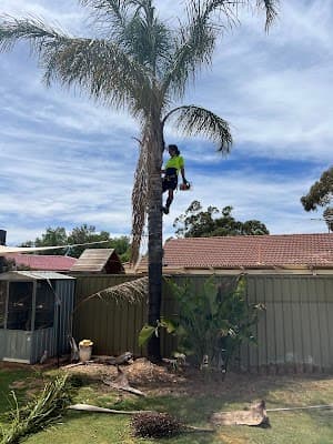 Tree Removal Adelaide project 6