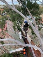 Tree Response