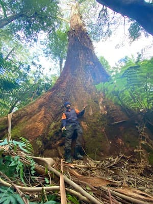 Tree Tech Management project 5