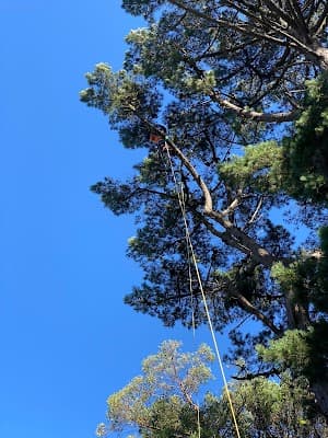 Tree Tech Management project 1
