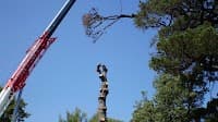 Treescape Professional Tree Services Pty Ltd cover