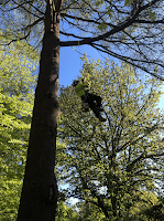 Trembath Trees