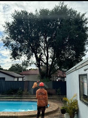 True Blue Tree Lopping cover